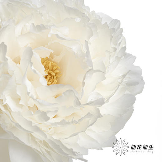 新西兰花材 ｜ 芍药奶油碗 bowl of cream 商品图5