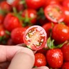 釜山小番茄  3斤家庭装  （顺丰/京东随机发货） 商品缩略图4