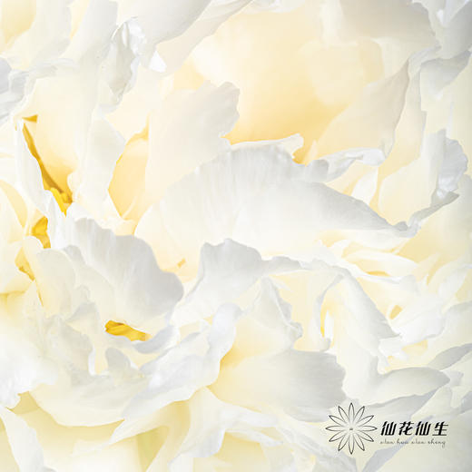 新西兰花材 ｜ 芍药奶油碗 bowl of cream 商品图8