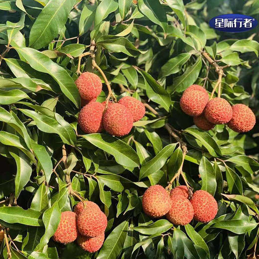 无核荔枝 商品图2