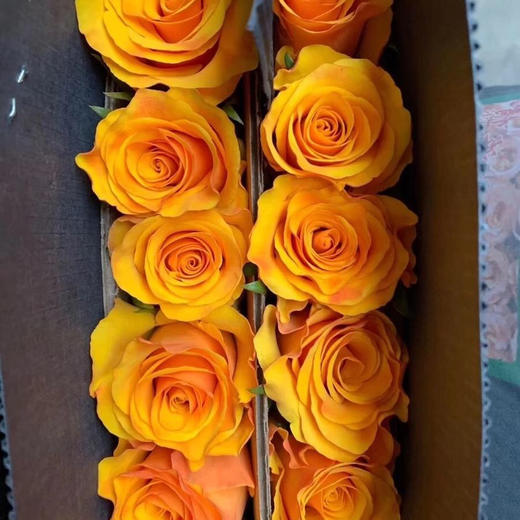 玫瑰 辉煌 A级 商品图0