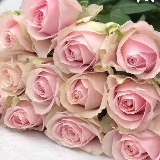 玫瑰 粉红雪山A