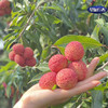 无核荔枝 商品缩略图1
