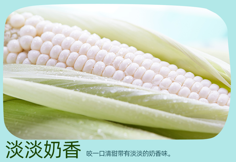 云南牛奶玉米香黏白糯玉米棒鲜农家种植带皮现摘牛奶玉米