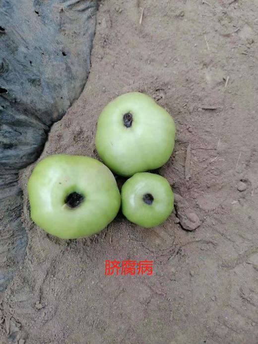 高温障碍详解 商品图0