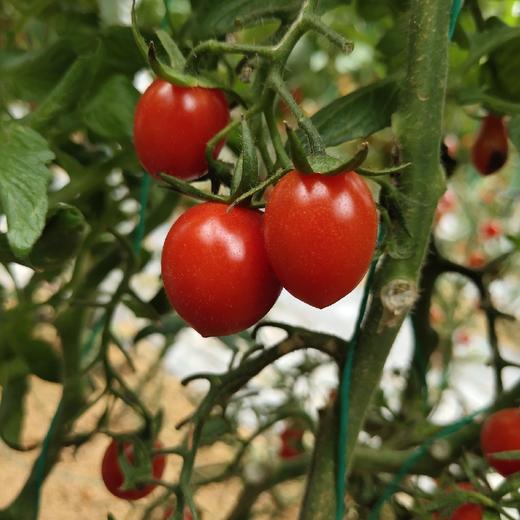 釜山小番茄  3斤家庭装  （顺丰/京东随机发货） 商品图7