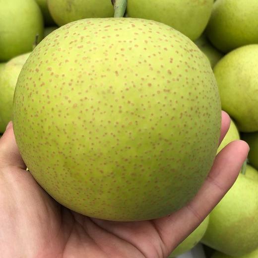 【阅农】砀山青皇冠梨 多汁无渣 新鲜采摘 美味不等待 净重5斤装