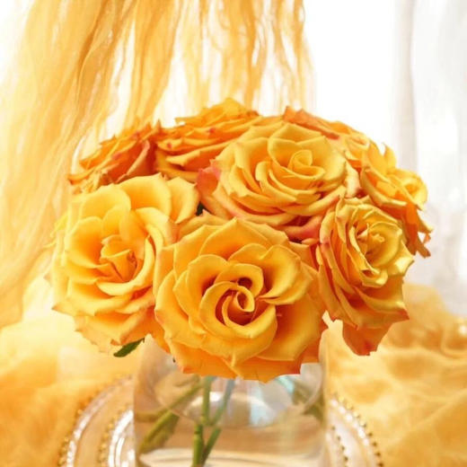 玫瑰 辉煌 A级 商品图1