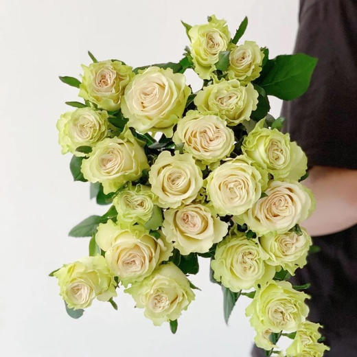 玫瑰 琉璃翠 B级 商品图0