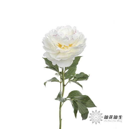 【昆明仓】山东芍药|杨妃出浴 商品图7