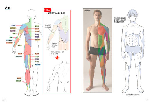 肌肉结构：从照片到漫画绘制 商品图3