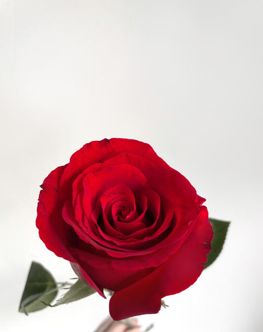 【周四团购】卡罗拉红玫瑰15枝39.8元 2人拼团 商品图3