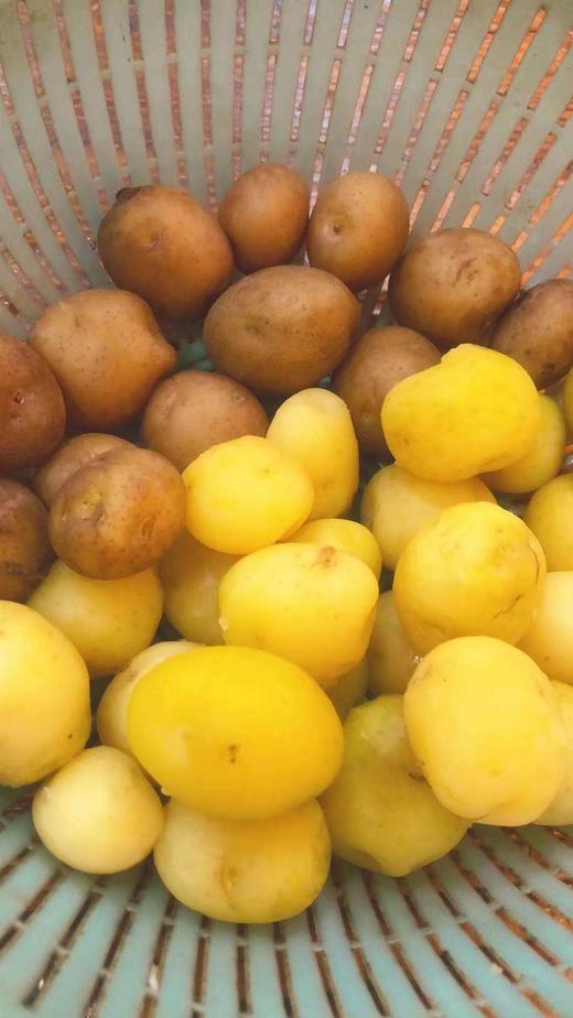 神农架高山洋芋（土豆） 商品图3
