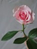 【周四秒杀】粉佳人玫瑰12支49.8元 商品缩略图3