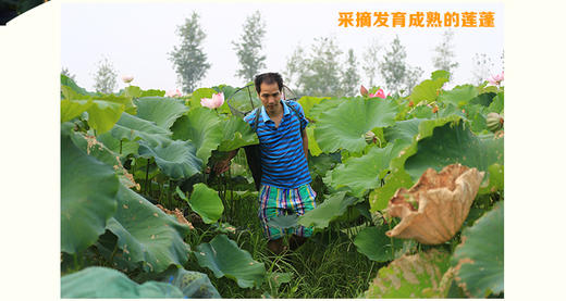 洪湖青泥巴红莲/白莲500克 商品图2