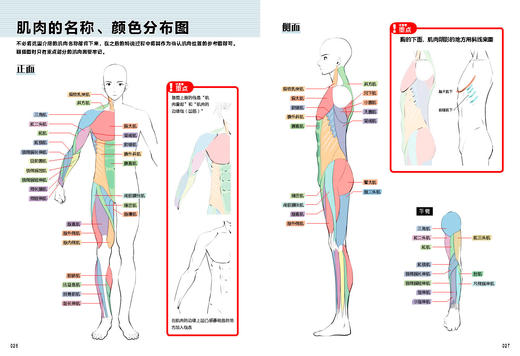 肌肉结构：从照片到漫画绘制 商品图2