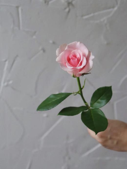 【周四秒杀】粉佳人玫瑰12支49.8元 商品图2