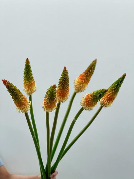 【周四团购】火炬百合5枝39.8元 2人拼团 商品图2