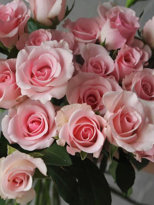 【周四秒杀】粉佳人玫瑰12支49.8元 商品图1