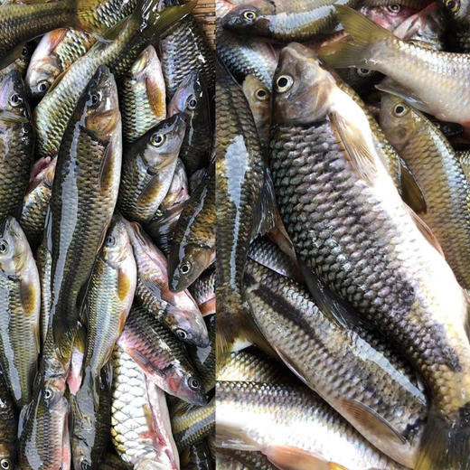 野生石斑鱼500gv