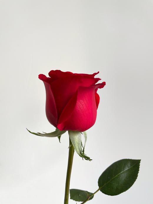 【周四团购】卡罗拉红玫瑰15枝39.8元 2人拼团 商品图4