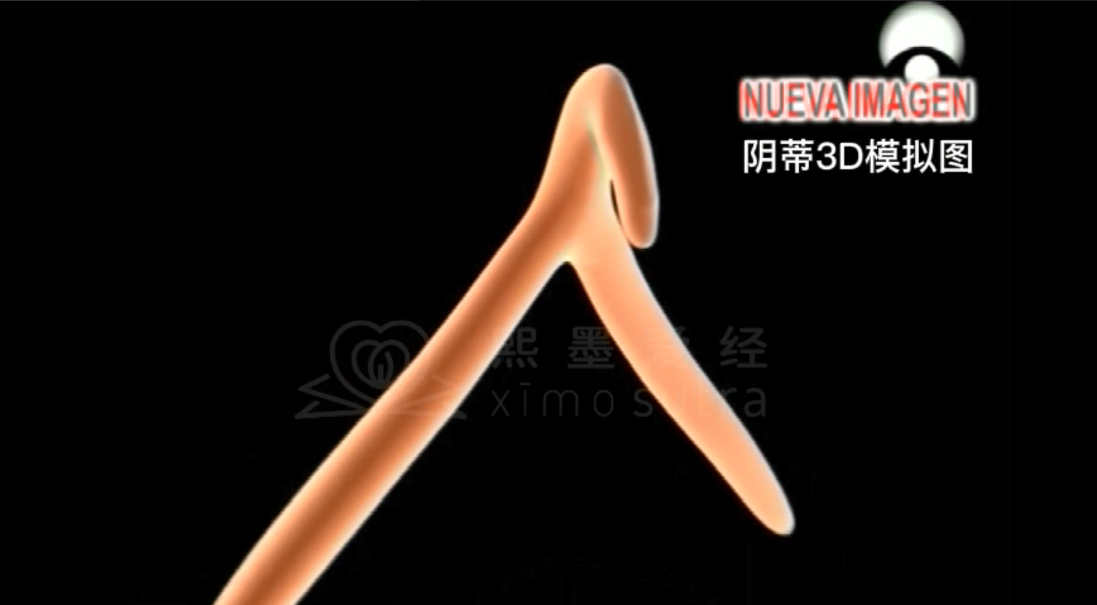 阴蒂3D模型图