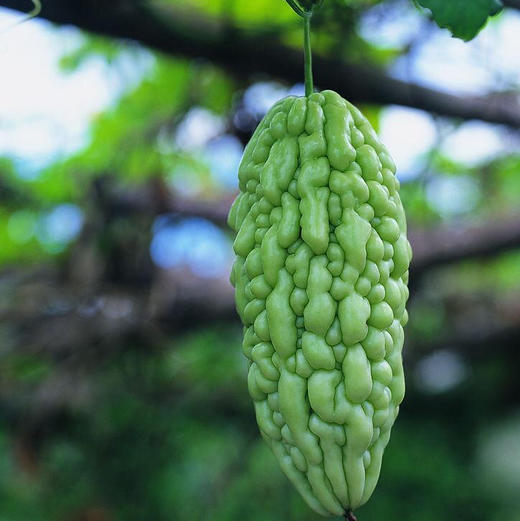 原生态苦瓜约1斤