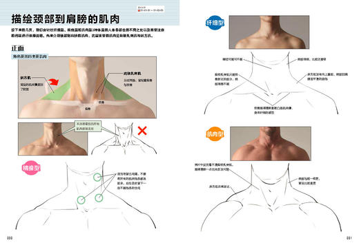 肌肉结构：从照片到漫画绘制 商品图4