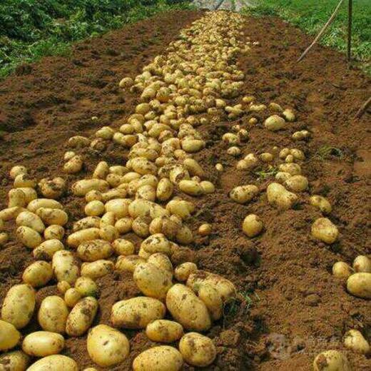 神农架高山洋芋（土豆） 商品图1