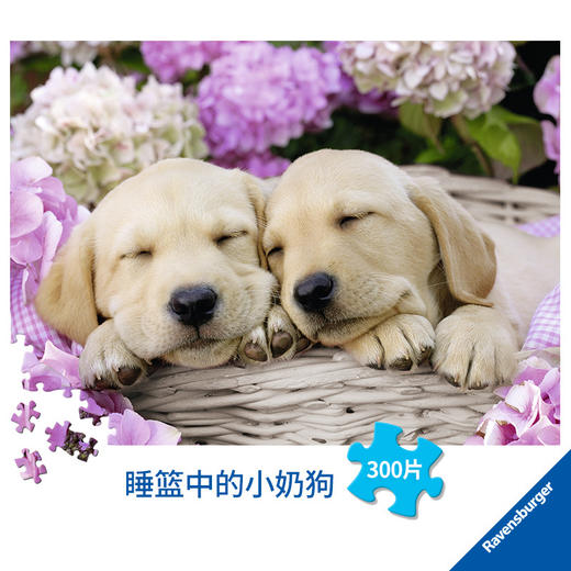 Ravensburger拼图 平面拼图300片睡篮中的小奶狗RAVC132355 商品图2