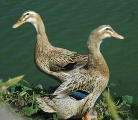 603麻鸭1只毛重约4.5斤至5斤默认鲜宰