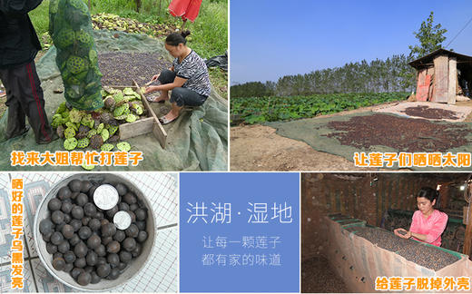 洪湖青泥巴红莲/白莲500克 商品图3