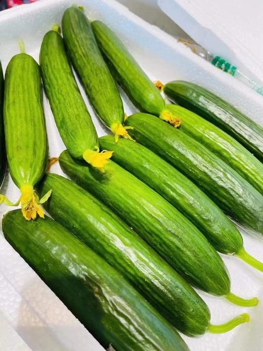 周二取货：【水果黄瓜】一箱毛重2斤左右，清脆爽口，瓜味浓郁，新鲜美味！ 商品图0