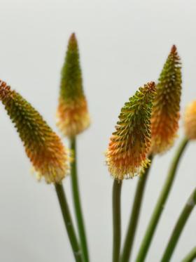 【周四团购】火炬百合5枝39.8元 2人拼团