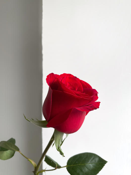 【周四团购】卡罗拉红玫瑰15枝39.8元 2人拼团 商品图2