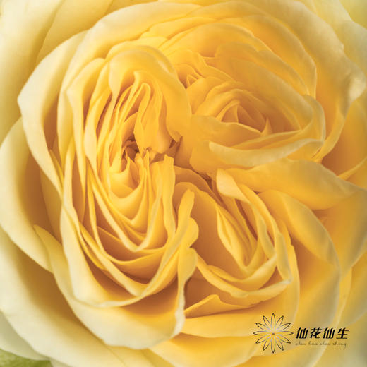 单头玫瑰 | 奶油杯 商品图2