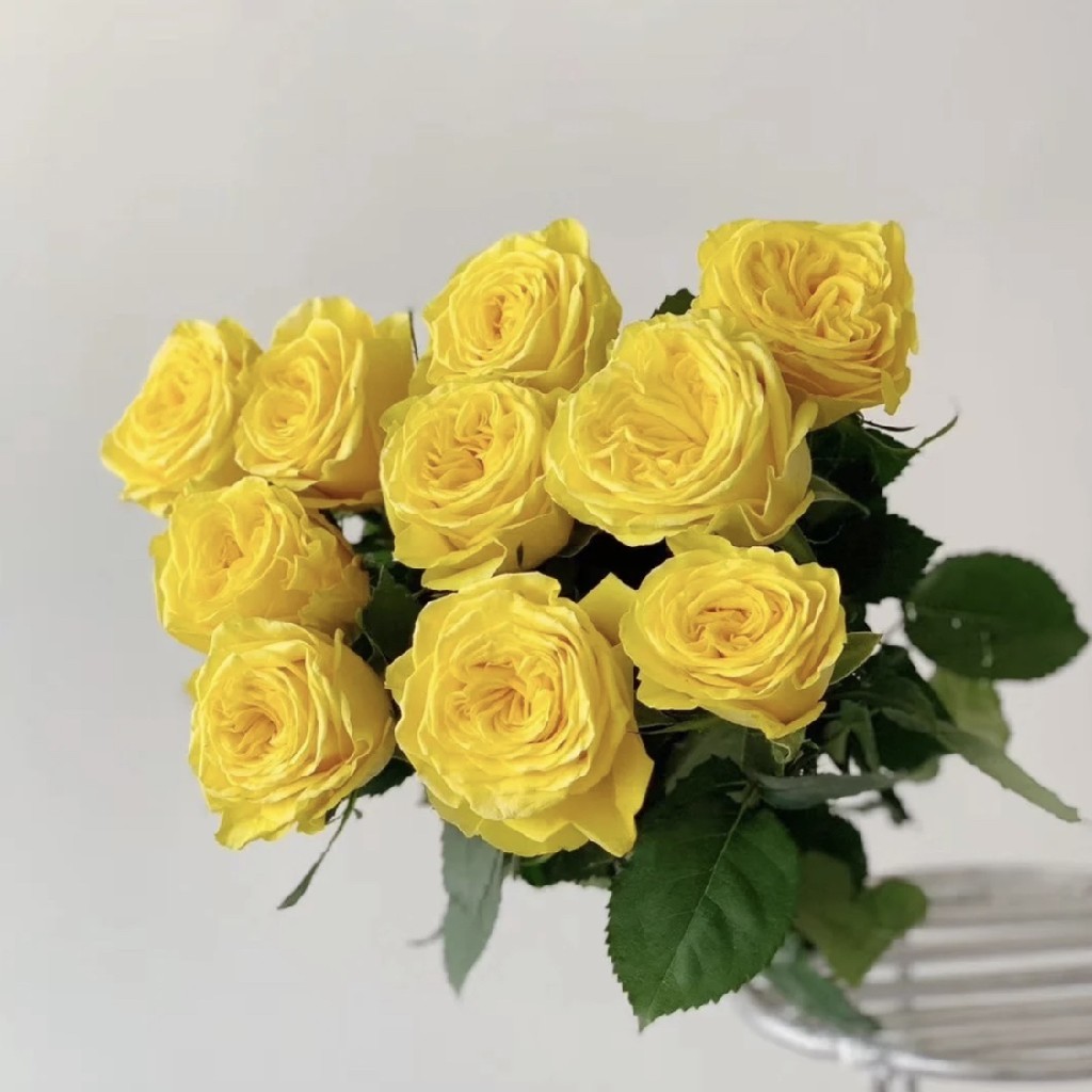 月光漫步玫瑰一扎20支冷链包邮