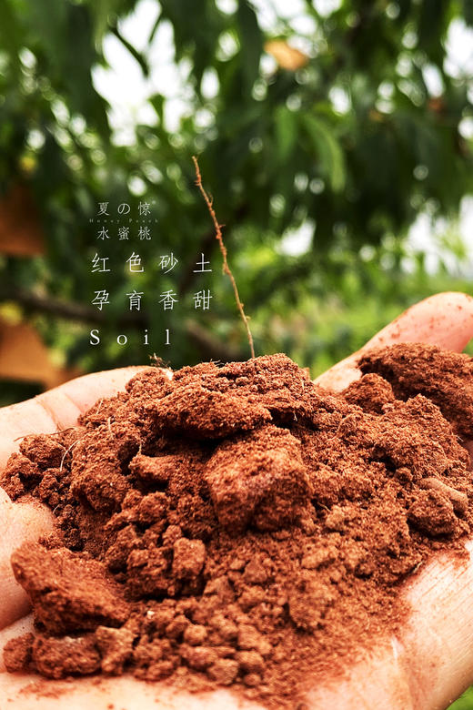 龙泉驿水蜜桃 精品大果12枚 商品图3