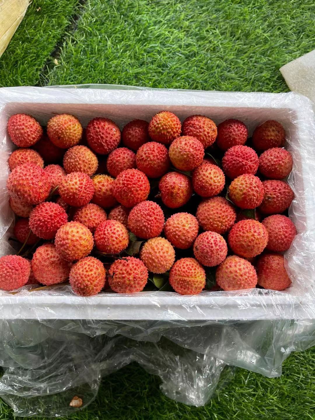 当季最好吃的荔枝——桂味 新鲜到货高品质 一箱5斤左右 - 天天果派