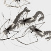 齐白石虾趣图 商品缩略图5