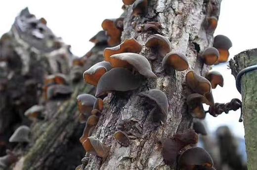 神农架椴木黑木耳  250克 商品图1