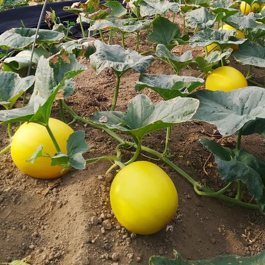有机甜瓜 | 绿家自产* Organic melon | Self-production 商品图7
