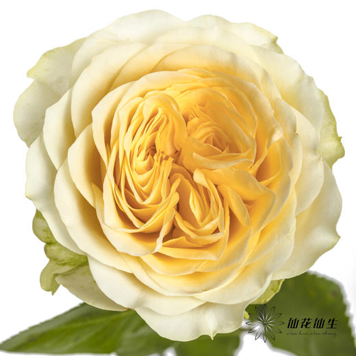 单头玫瑰 | 奶油杯 商品图1