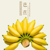生态芭蕉5斤装【产地直发】@柠檬君 商品缩略图0