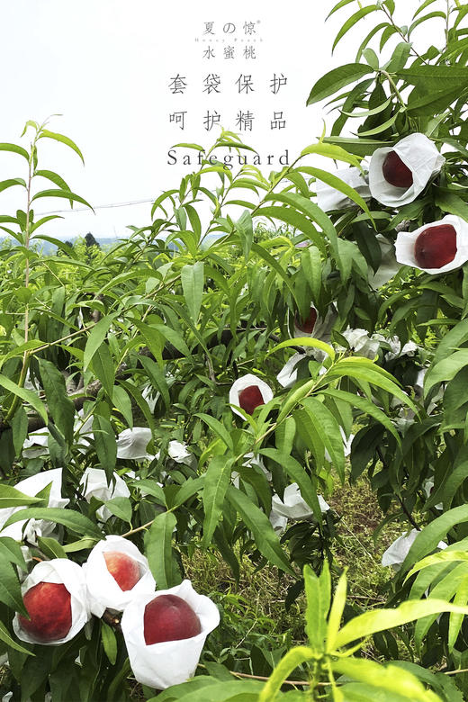 龙泉驿水蜜桃 精品大果12枚 商品图5