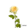 单头玫瑰 | 奶油杯 商品缩略图10