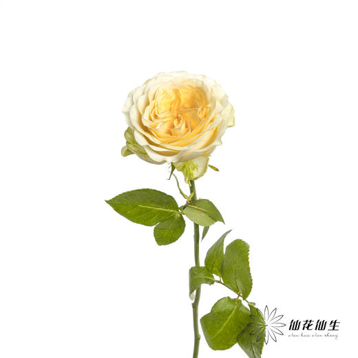 单头玫瑰 | 奶油杯 商品图10
