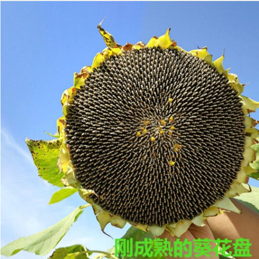 散称生脆瓜子【约500g】 商品图1