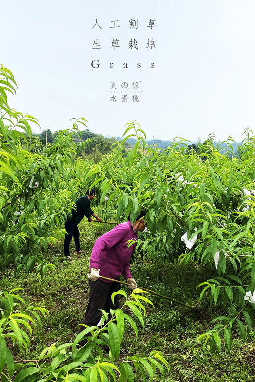 龙泉驿水蜜桃 精品大果12枚 商品图2