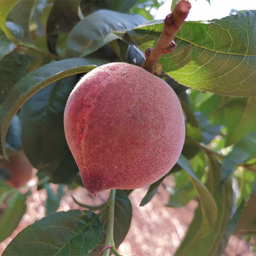 生态红宝石红桃 | 合作生产*Eco-ruby peach | Coproduction 商品图8